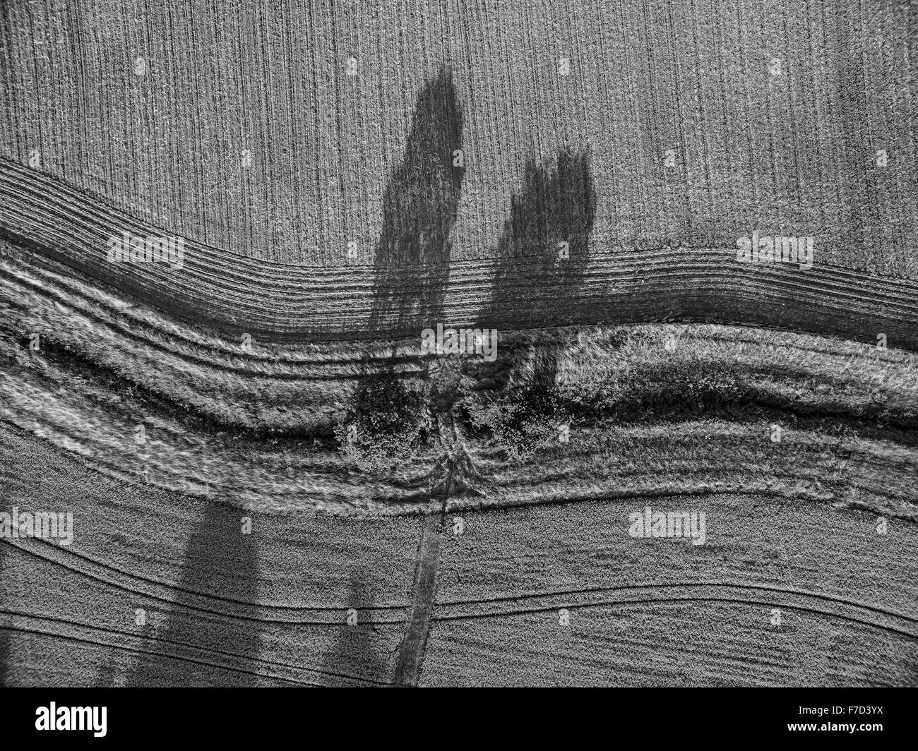 Aerial view looking down vertically onto tree and farmland with dramatic parallel lines and shadows Stock Photo