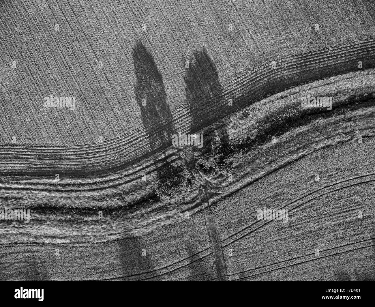Aerial view looking down vertically onto tree and farmland with dramatic parallel lines and shadows Stock Photo