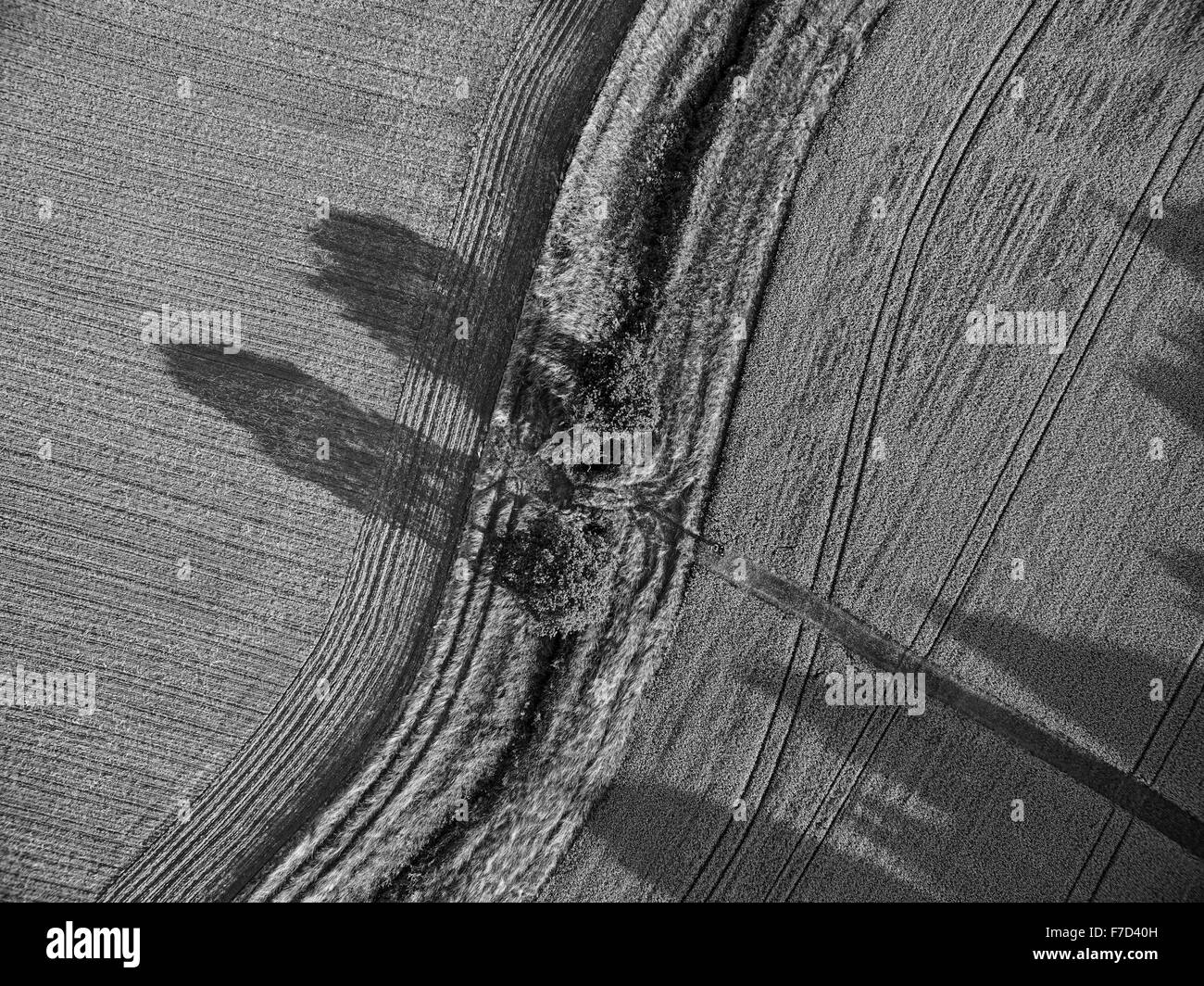 Aerial view looking down vertically onto tree and farmland with dramatic parallel lines and shadows Stock Photo