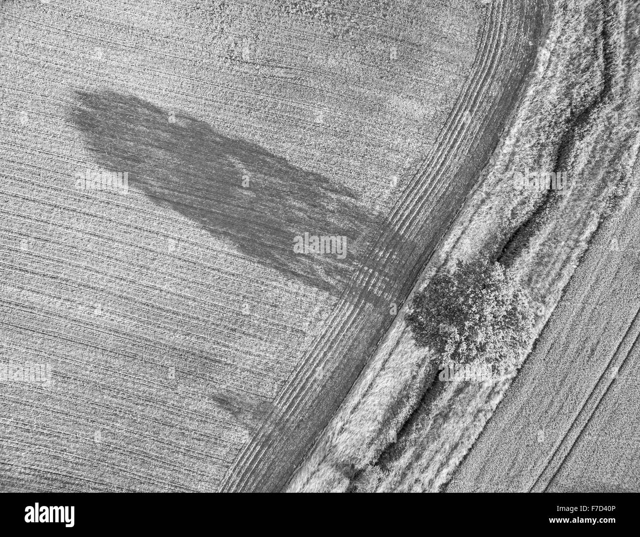 Aerial view looking down vertically onto tree and farmland with dramatic parallel lines and shadows Stock Photo