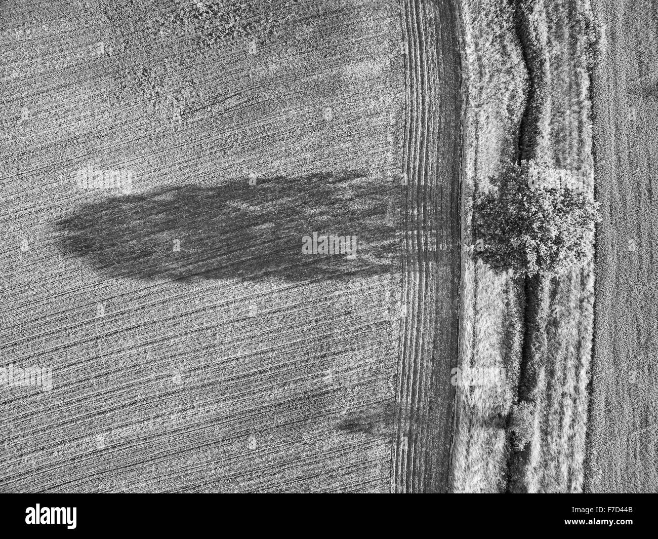 Aerial view looking down vertically onto tree and farmland with dramatic parallel lines and shadows Stock Photo