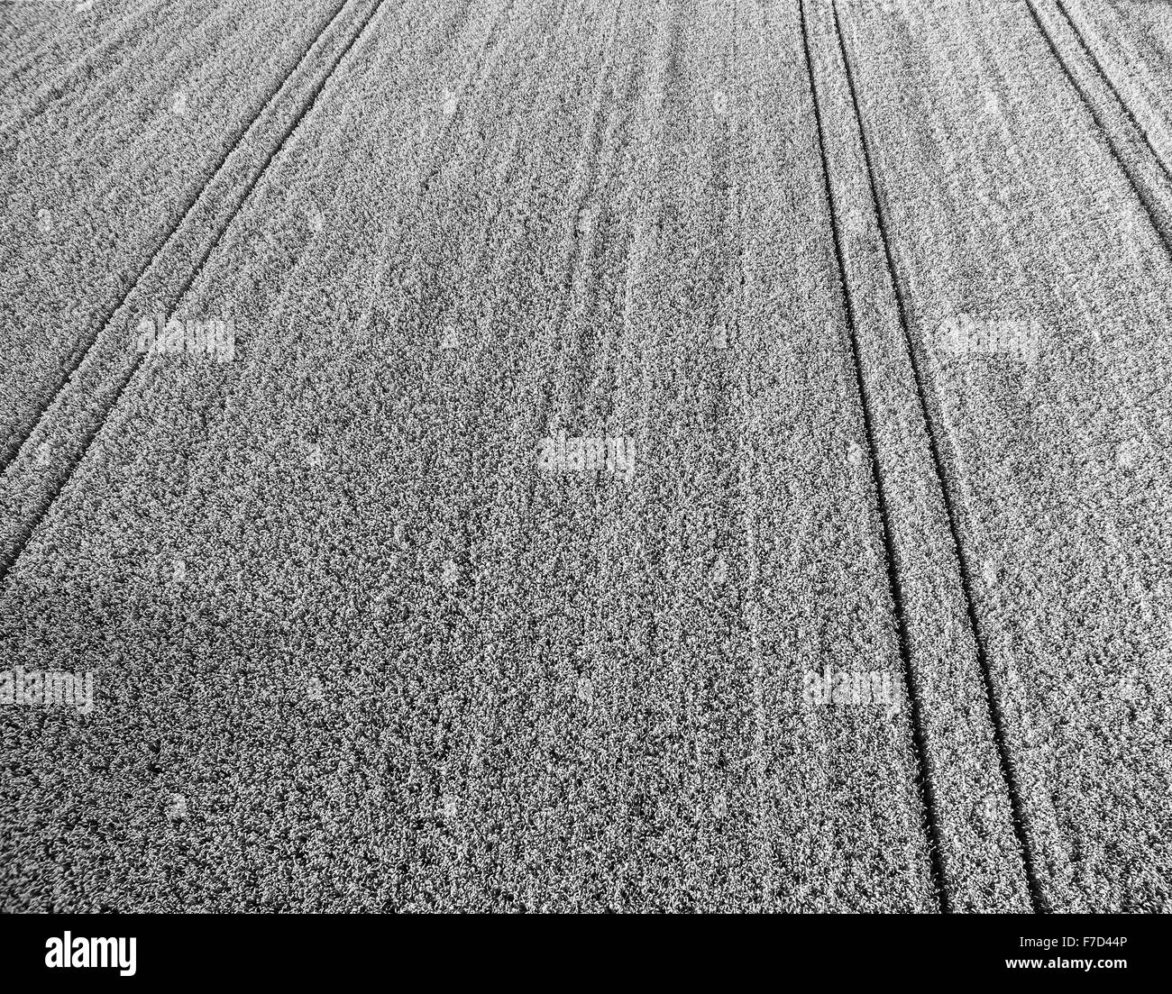 Tracks in Cornfield Stock Photo