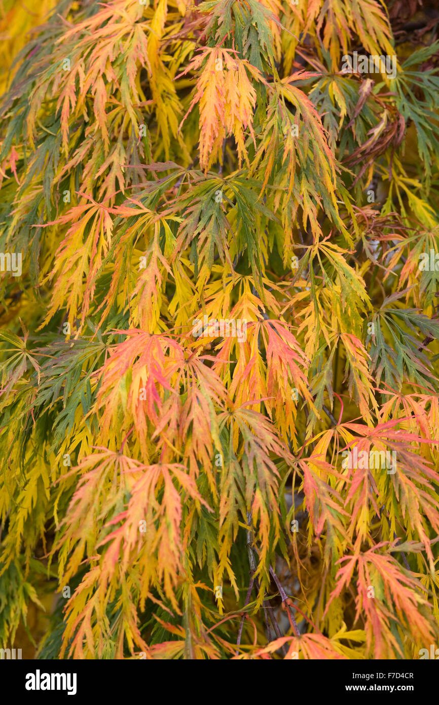 Acer palmatum Japanese Maple Stock Photo