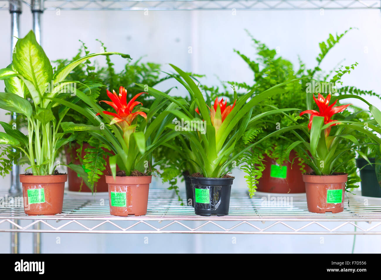 Shelves with Guzmania and Dieffenbachia in pots in flower shop Stock Photo