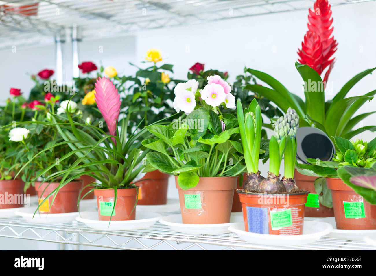 Shelves with different flowers in pots Stock Photo