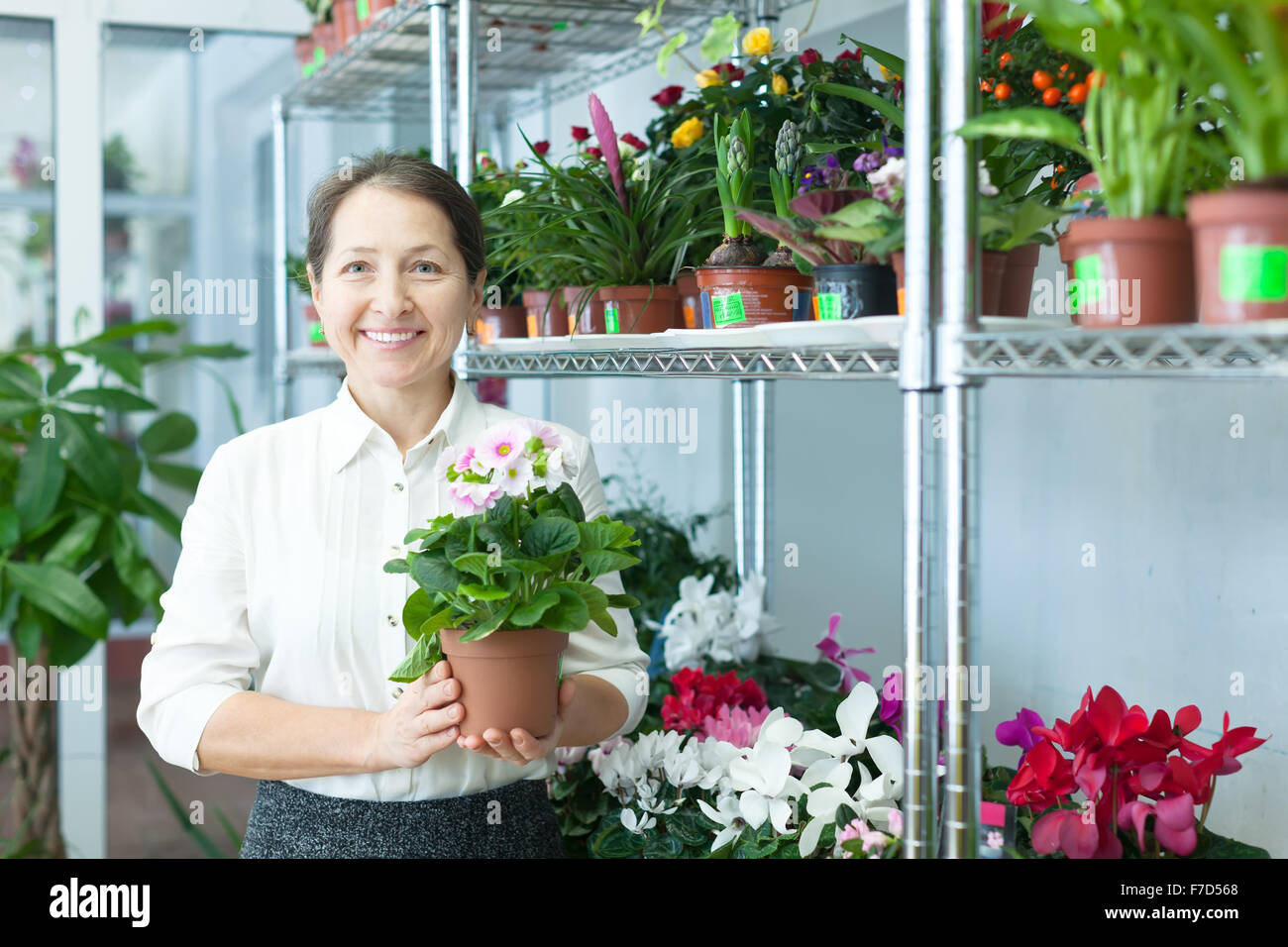 Happy mature woman with  auricula (Primula) plant in flower store Stock Photo