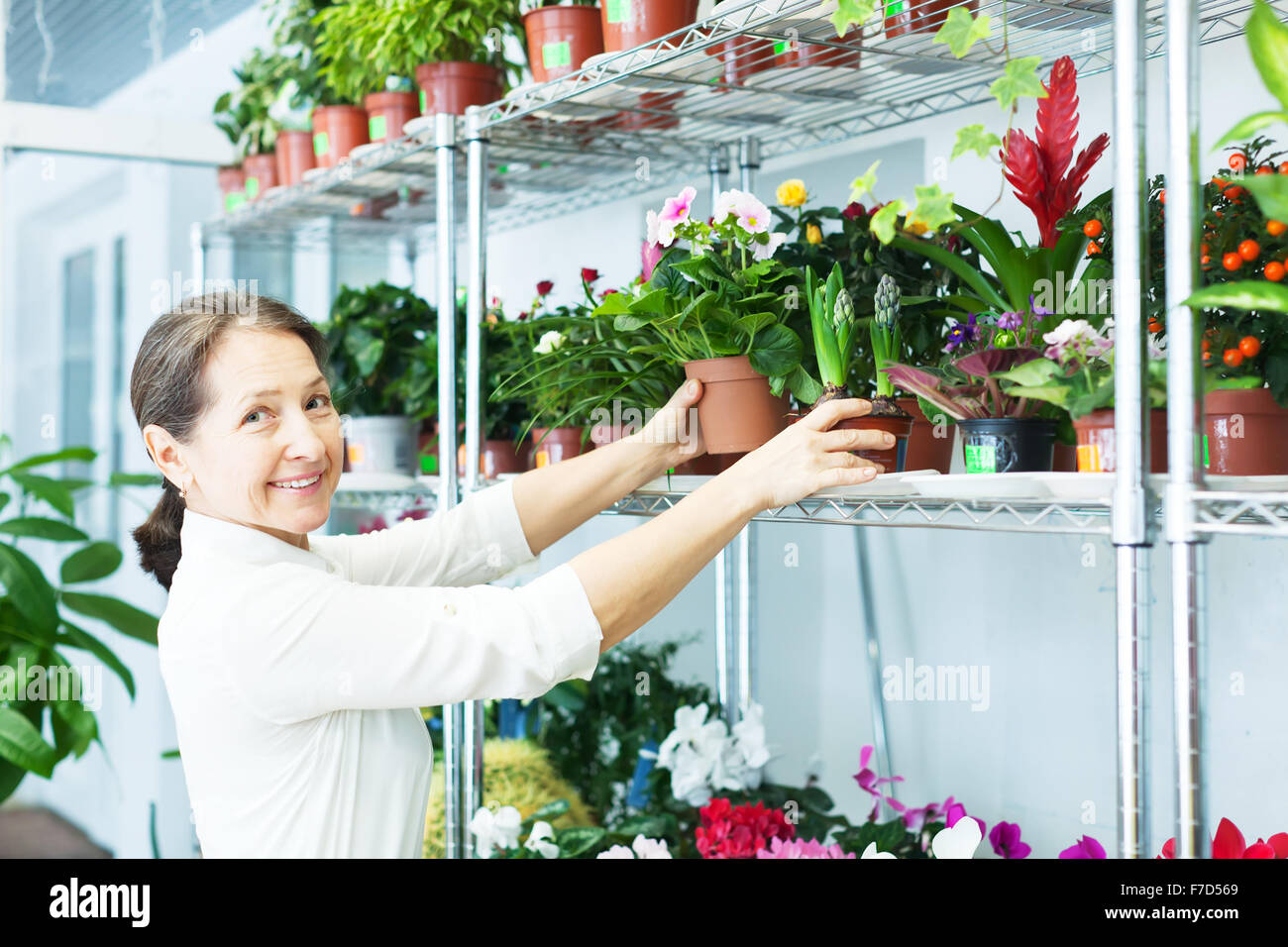 mature woman chooses  Primula or  hyacinth at flower store Stock Photo