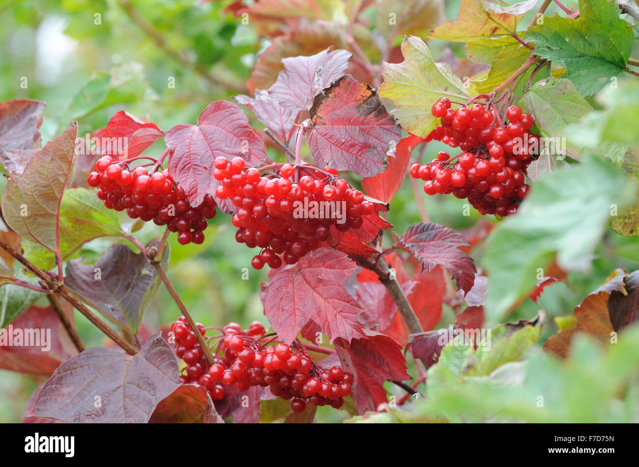 Red berries and autumn leaves of guelder-rose (Viburnum opulus). Bourne, Cambridgeshire, UK. Stock Photo