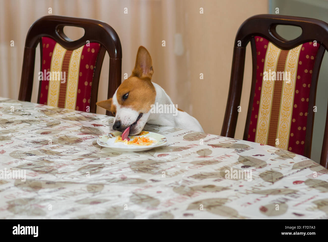 Cheeky dog steals sauerkraut lost in a plate while beings home alone Stock Photo