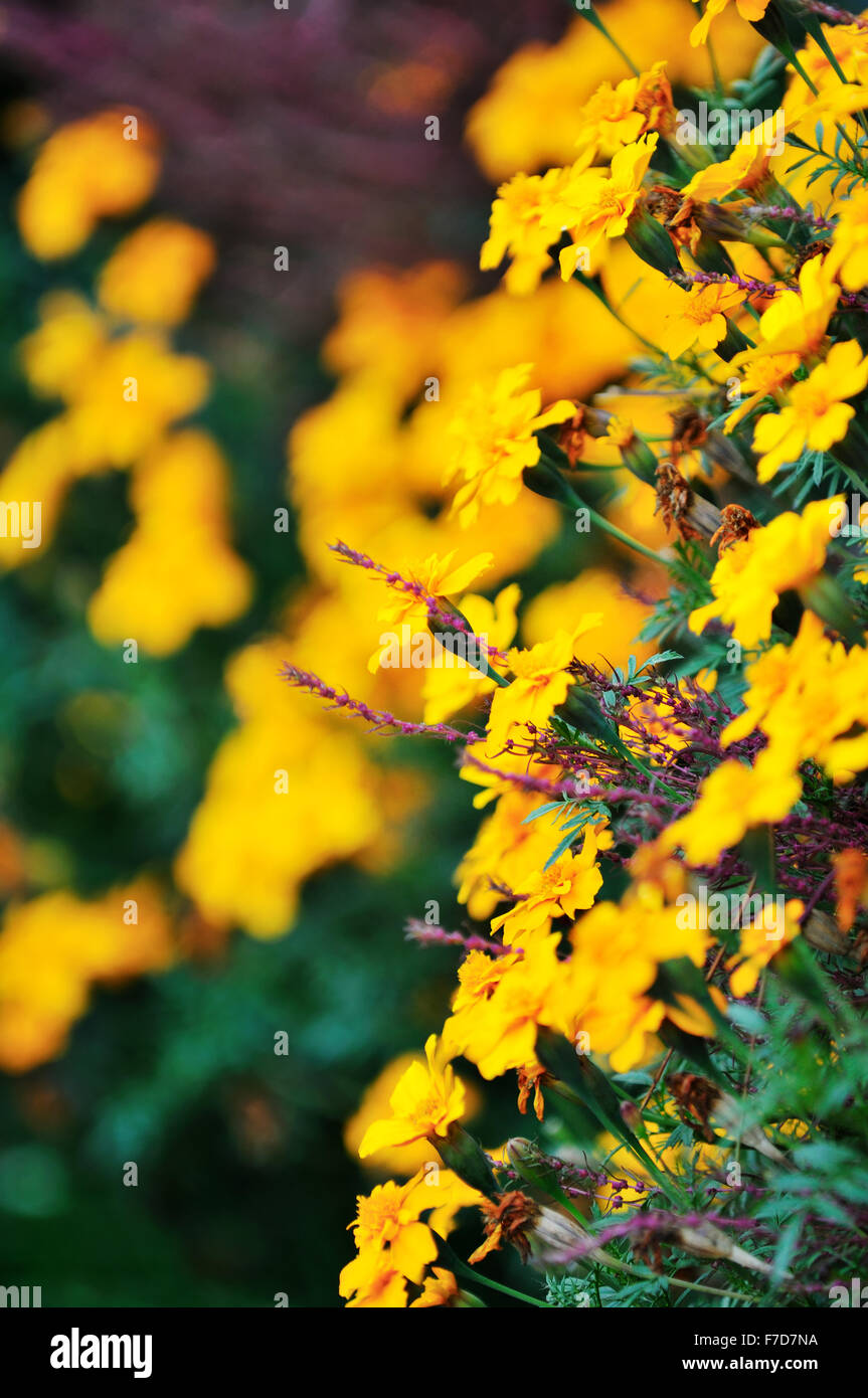 flower background in many colors outdoor in nature Stock Photo - Alamy