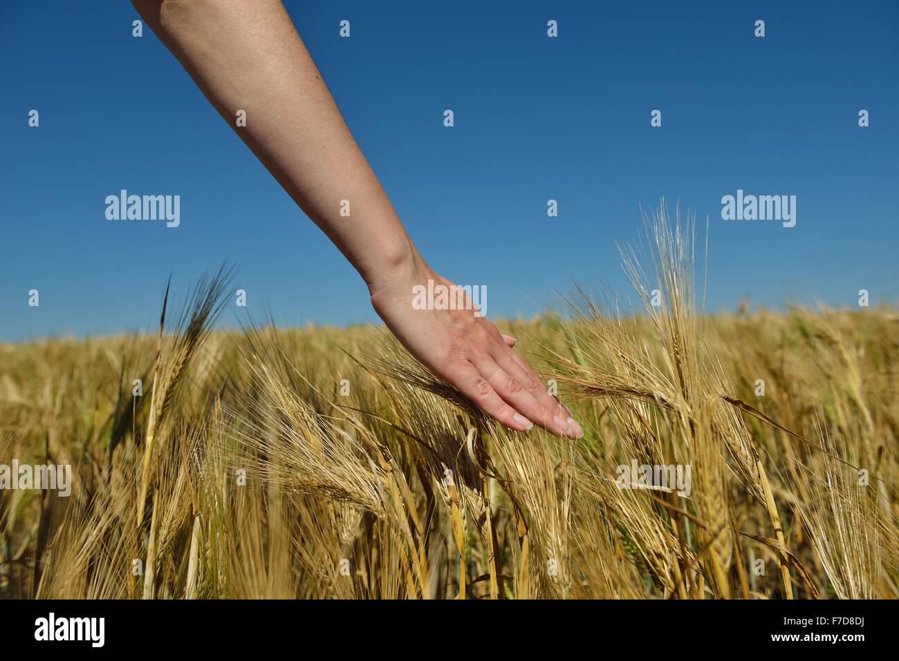 Hand in wheat field. Harvest and gold food concept Stock Photo - Alamy
