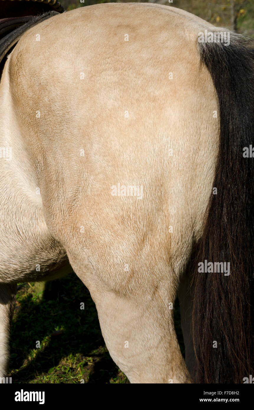 detail of the rear thigh muscles of the horse Stock Photo