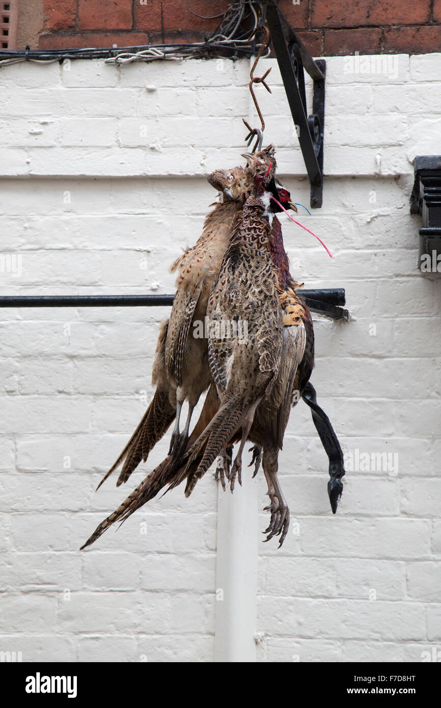 Pheasants hanging in front of a traditional butcher's shop in Shropshire, England. This butcher has a license to sell game. Stock Photo