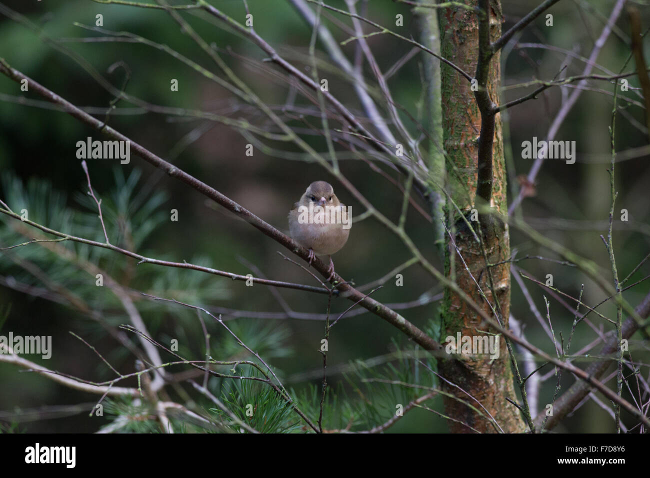 Chaffinch, Female, Garden Bird Stock Photo