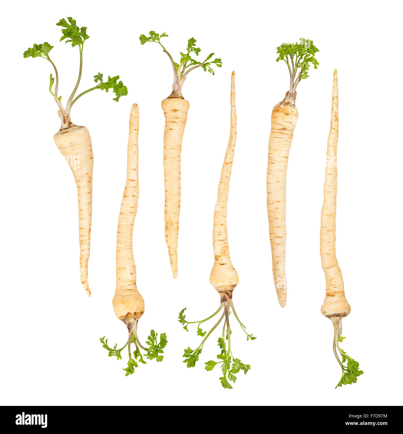 parsley root isolated Stock Photo Alamy