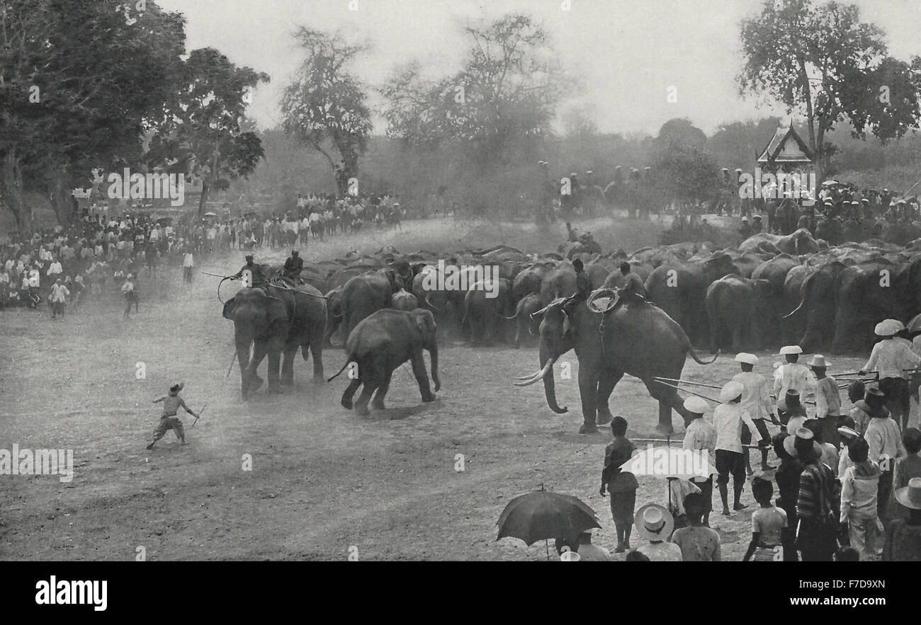 Driving the herd toward the Kraal - The shifting, daring crowd of spectators hang constantly on the heels of the elephants, Elephant Hunt in Siam, circa 1900 Stock Photo