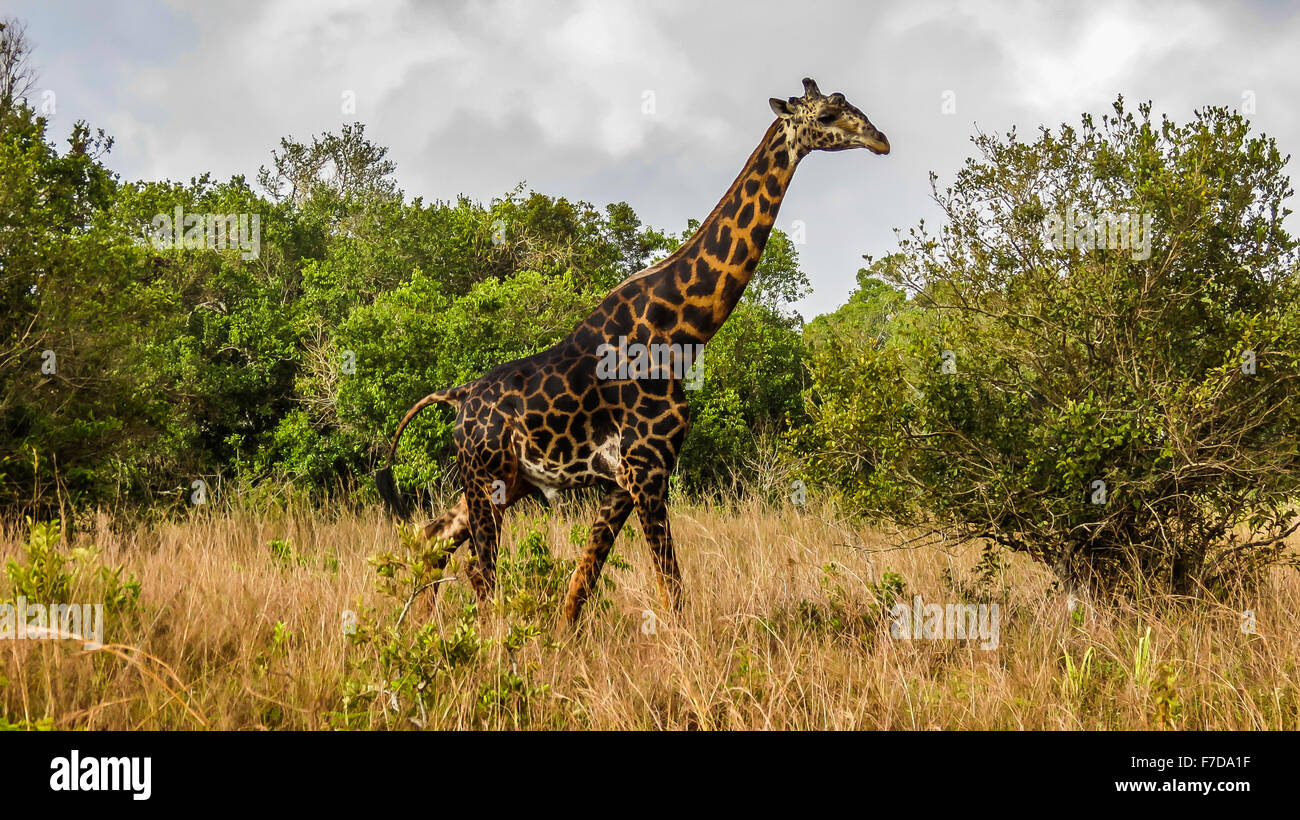 Giraffe seen during safari in Kenya Stock Photo