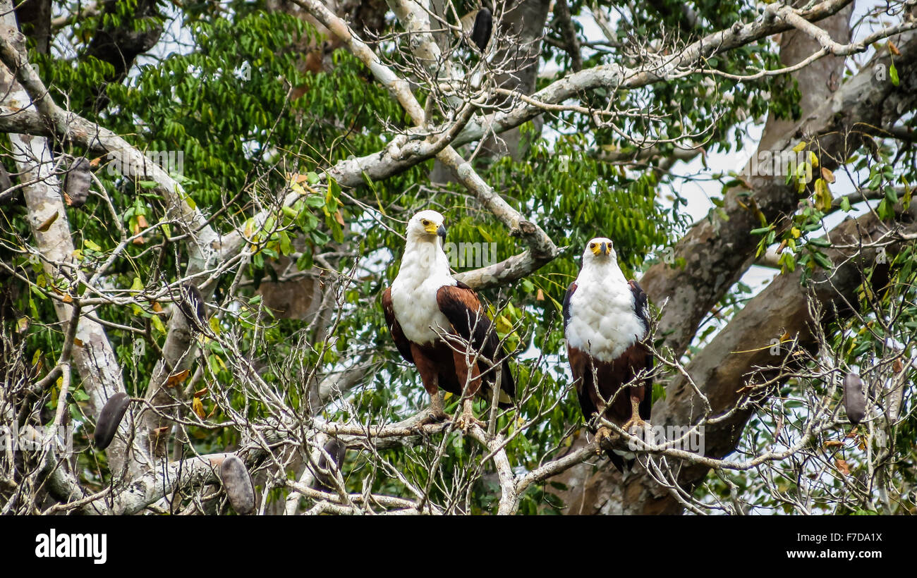 Two African Fish Eagles on a tree, Kenya Stock Photo
