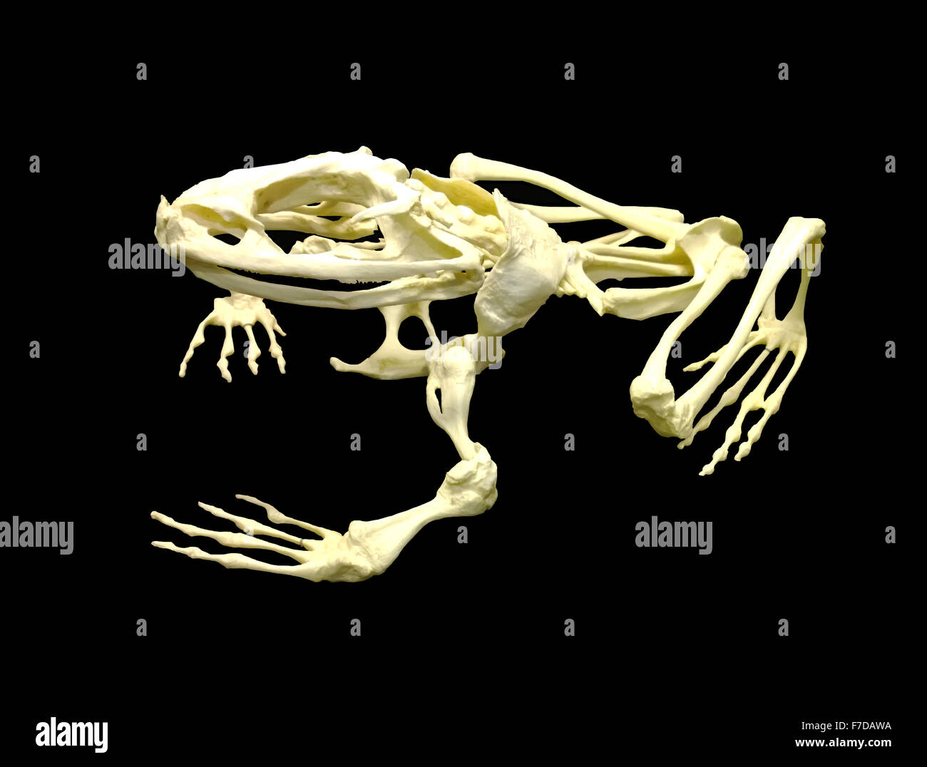 frog skeleton on black background Stock Photo