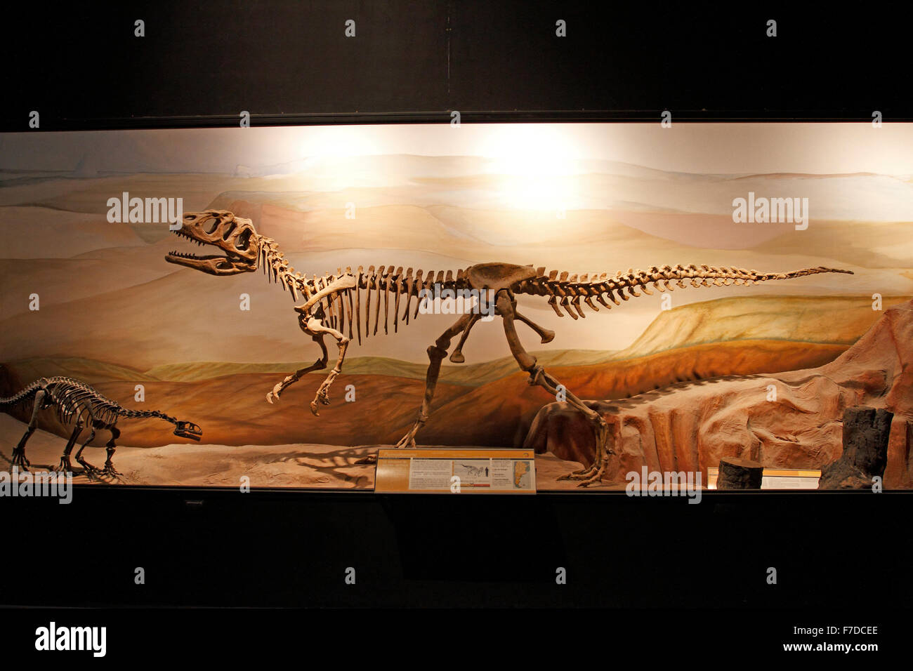 Piatnizkysaurus skeleton. Stock Photo