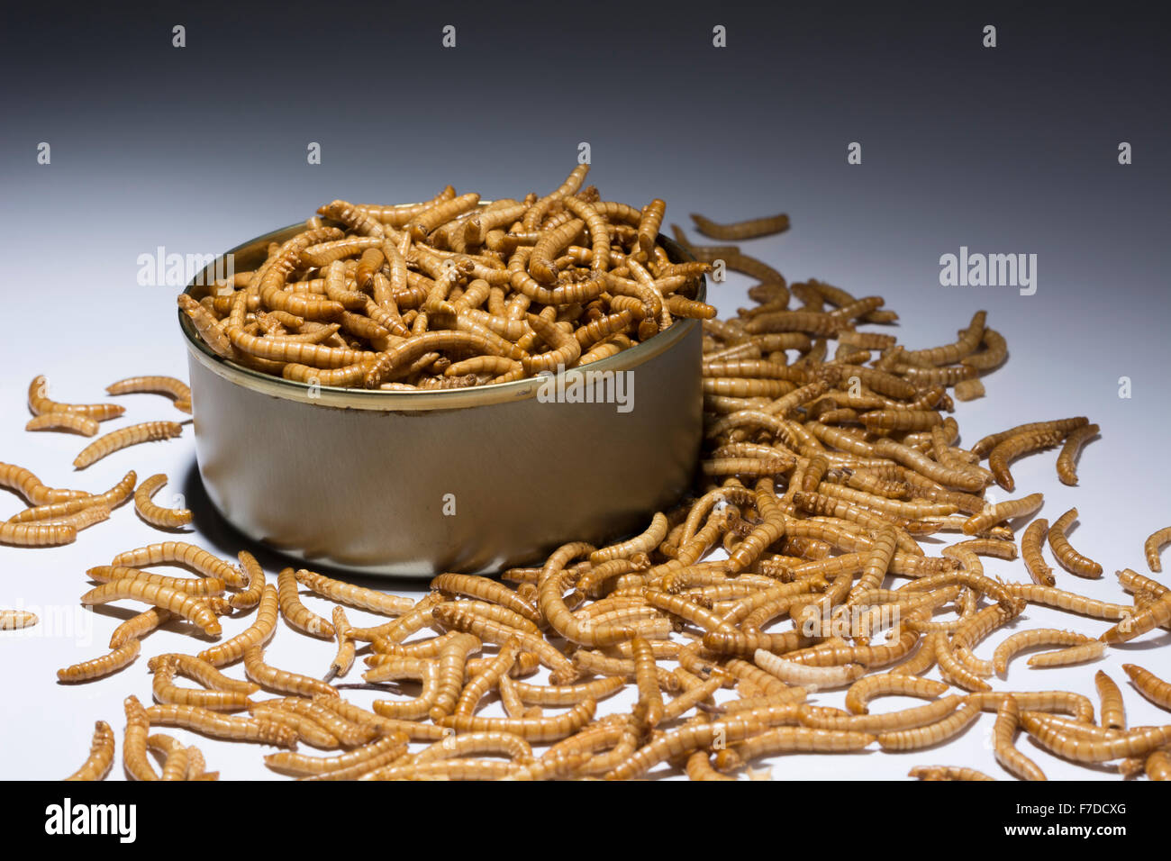 Can of Mealworms / Tenebrio molitor, symbolic of phrase 'open a can of