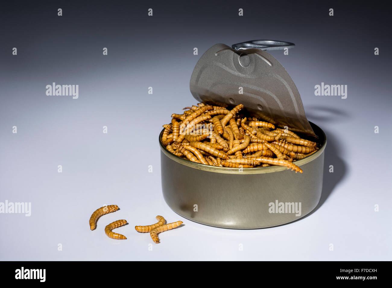 Can of Mealworms / Tenebrio molitor, symbolic of phrase 'open a can of