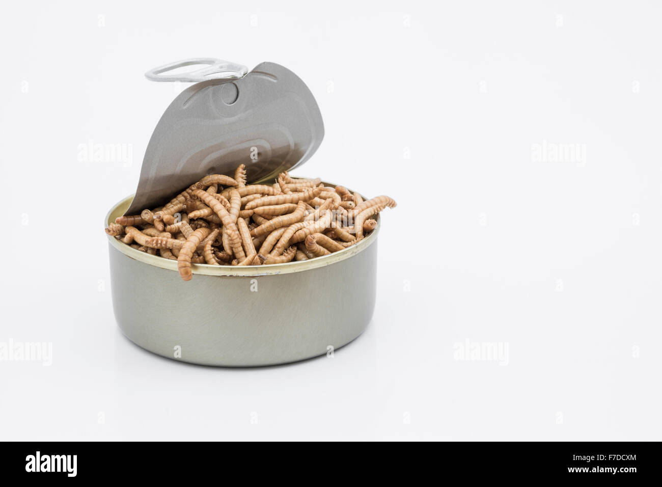 Can of Mealworms / Tenebrio molitor, symbolic of phrase 'open a can of