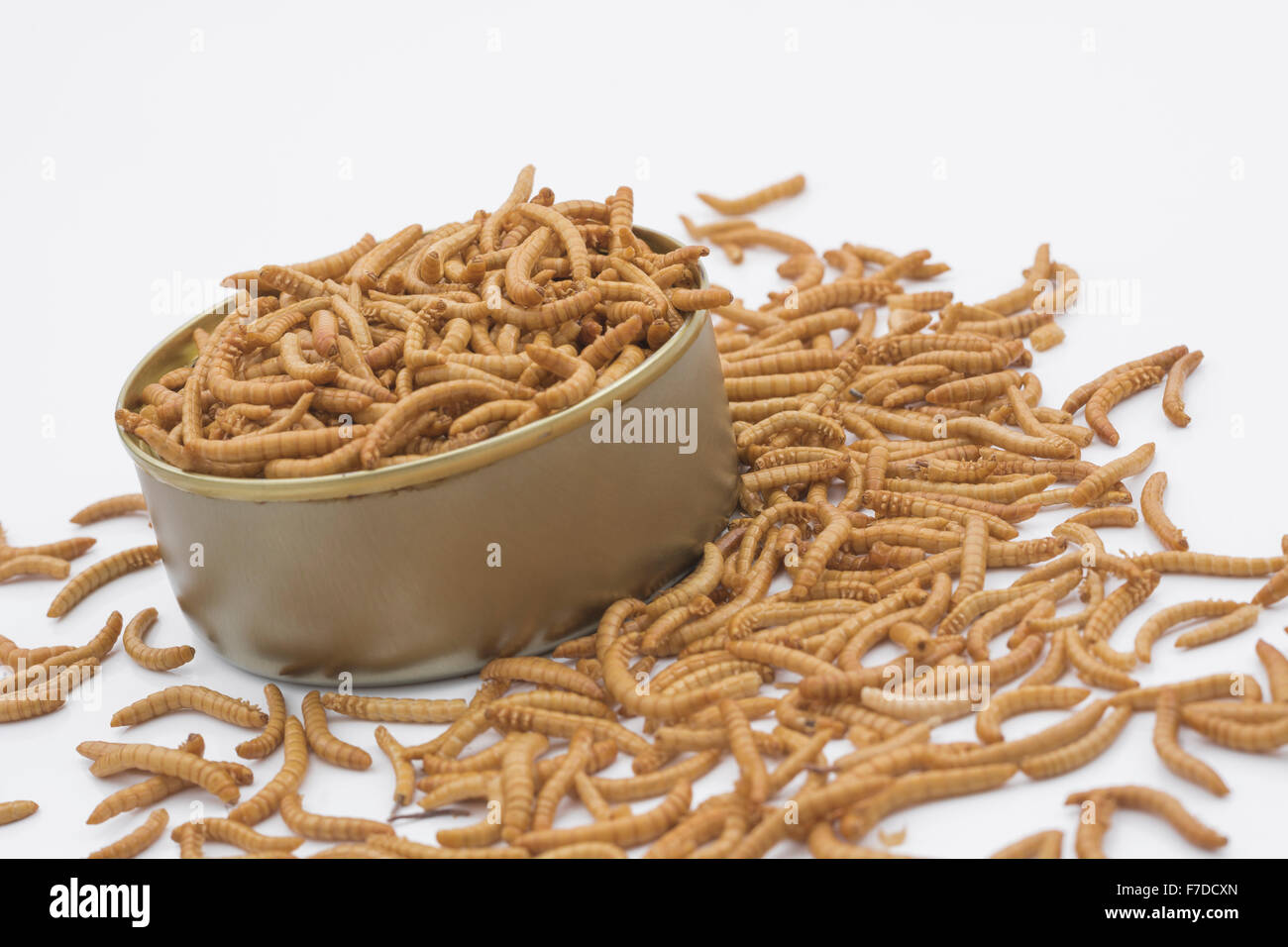 Open a can of worms metaphor hires stock photography and images Alamy