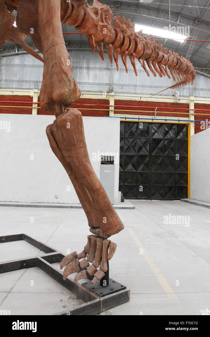 Worlds largest dinosaur reconstructed skeleton at Predio Ferial, Trelew, Chubut Region Patagonia, Argentina. Discovered 2014 Stock Photo