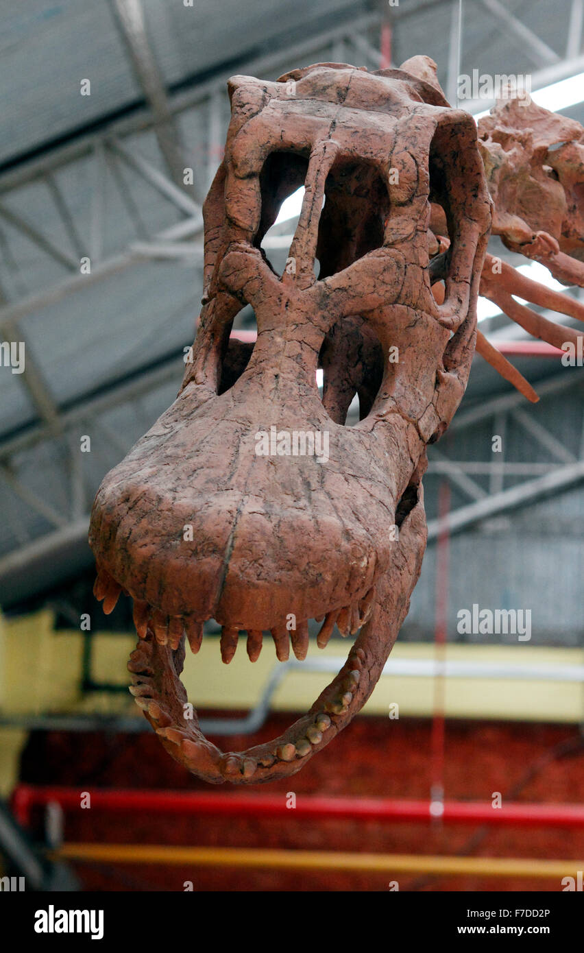 Worlds largest dinosaur reconstructed skeleton at Predio Ferial, Trelew, Chubut Region Patagonia, Argentina. Discovered 2014 Stock Photo