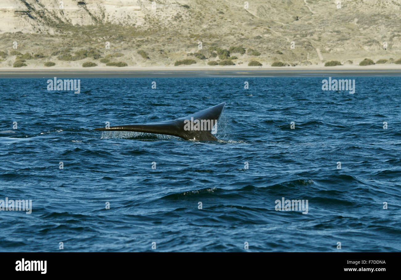 southern right whale (E. australis) diving and showing tail Stock Photo ...
