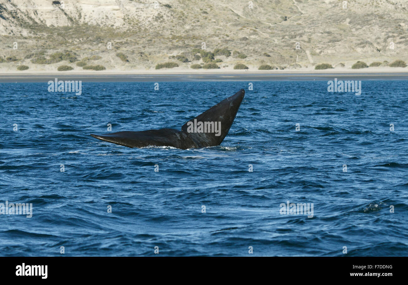 southern right whale (E. australis) diving and showing tail Stock Photo ...