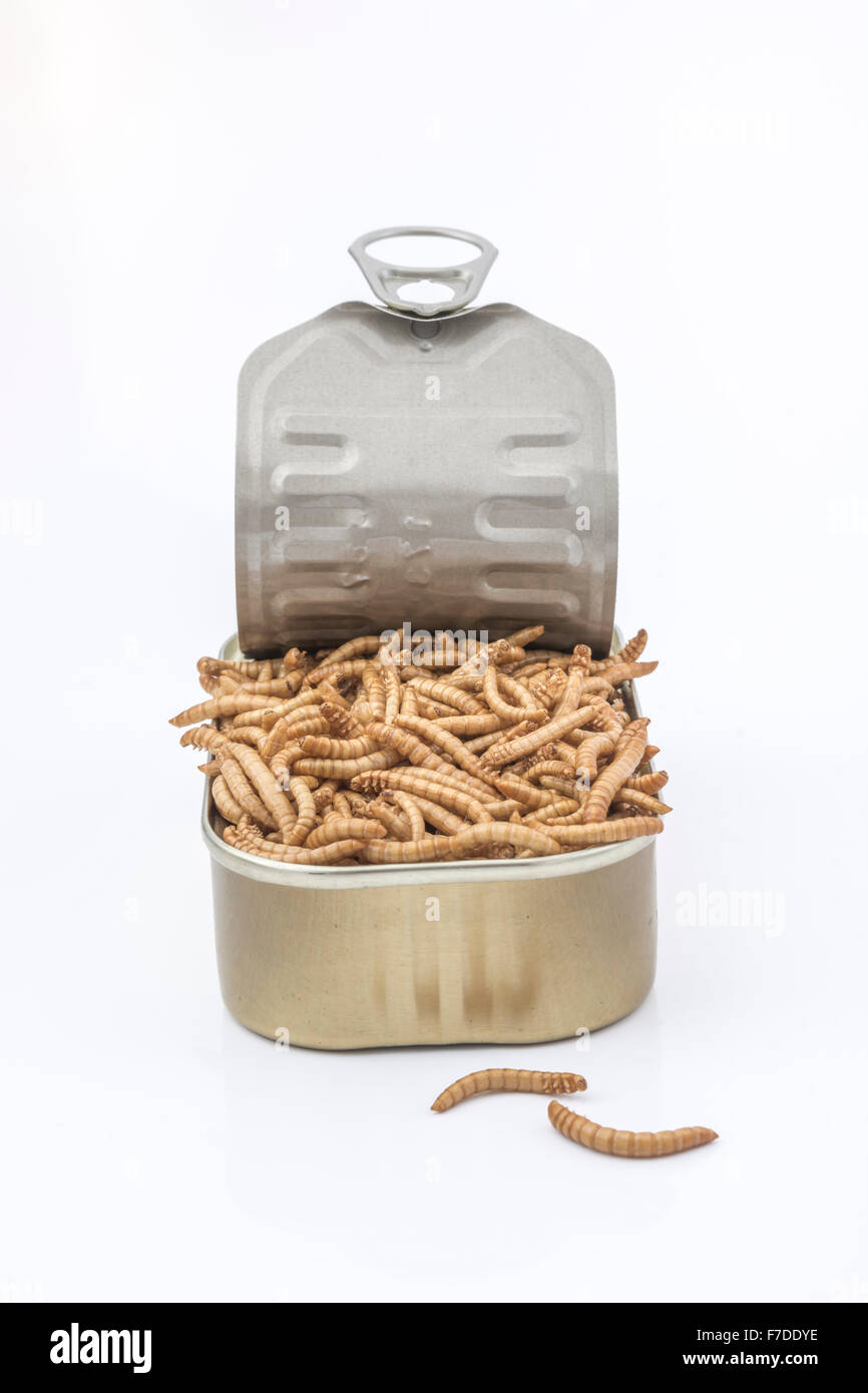 Can of Mealworms / Tenebrio molitor, symbolic of phrase 'open a can of