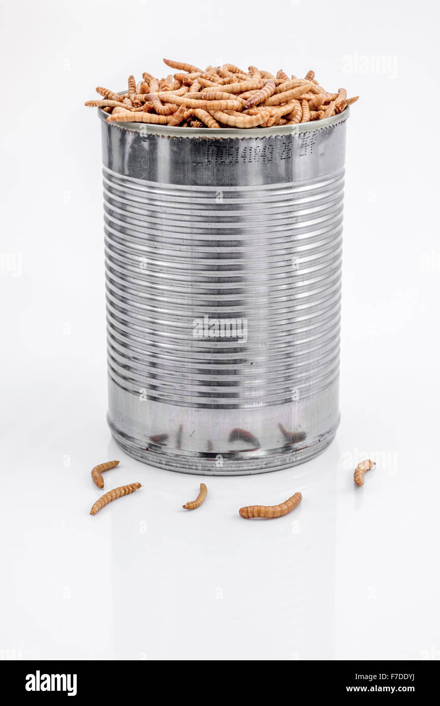 Can of Mealworms / Tenebrio molitor, symbolic of phrase: 'open a can of worms'. Metaphor for Entomophagy, edible insects, edible bugs, eating insects. Stock Photo