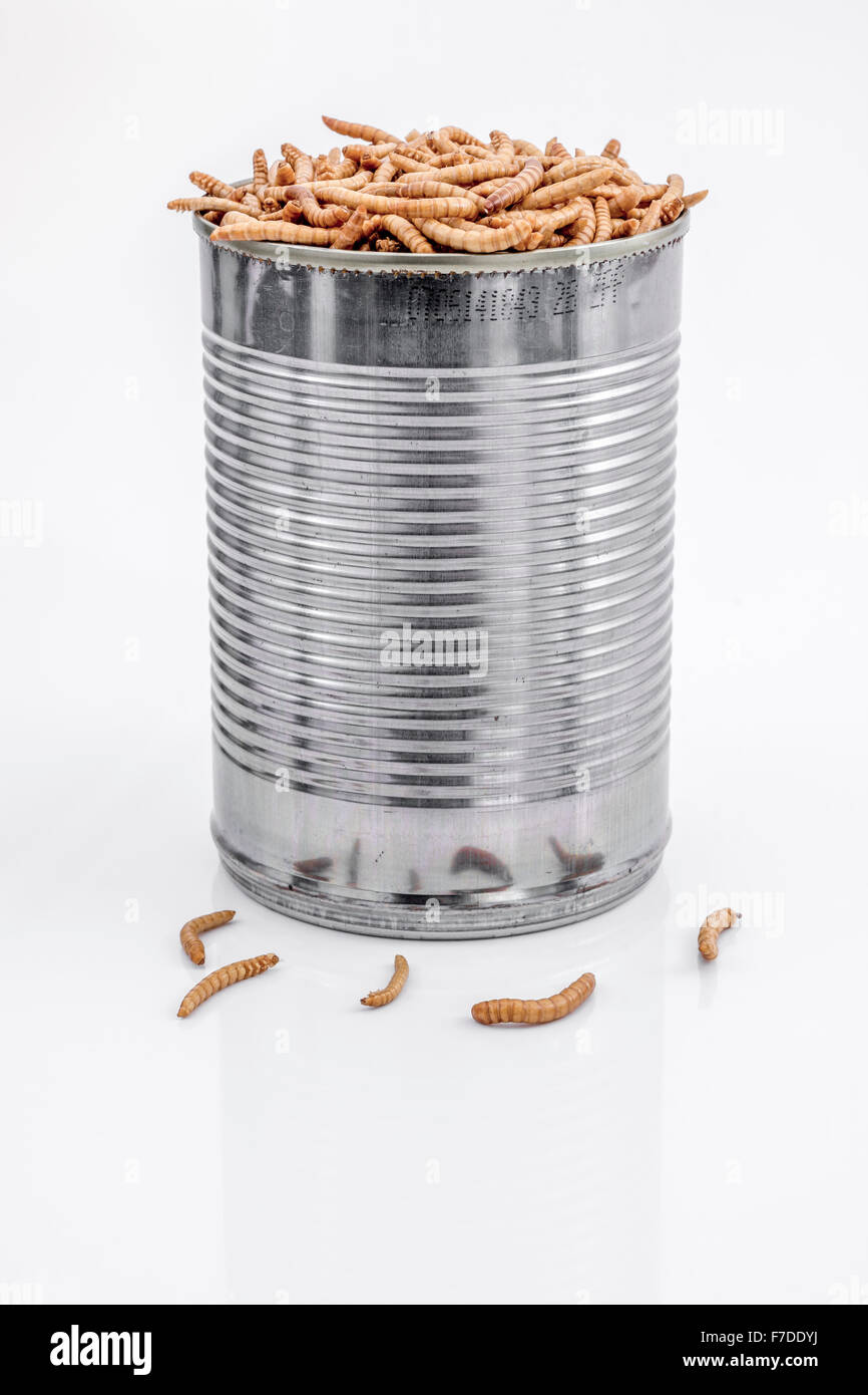 Can of Mealworms / Tenebrio molitor, symbolic of phrase 'open a can of