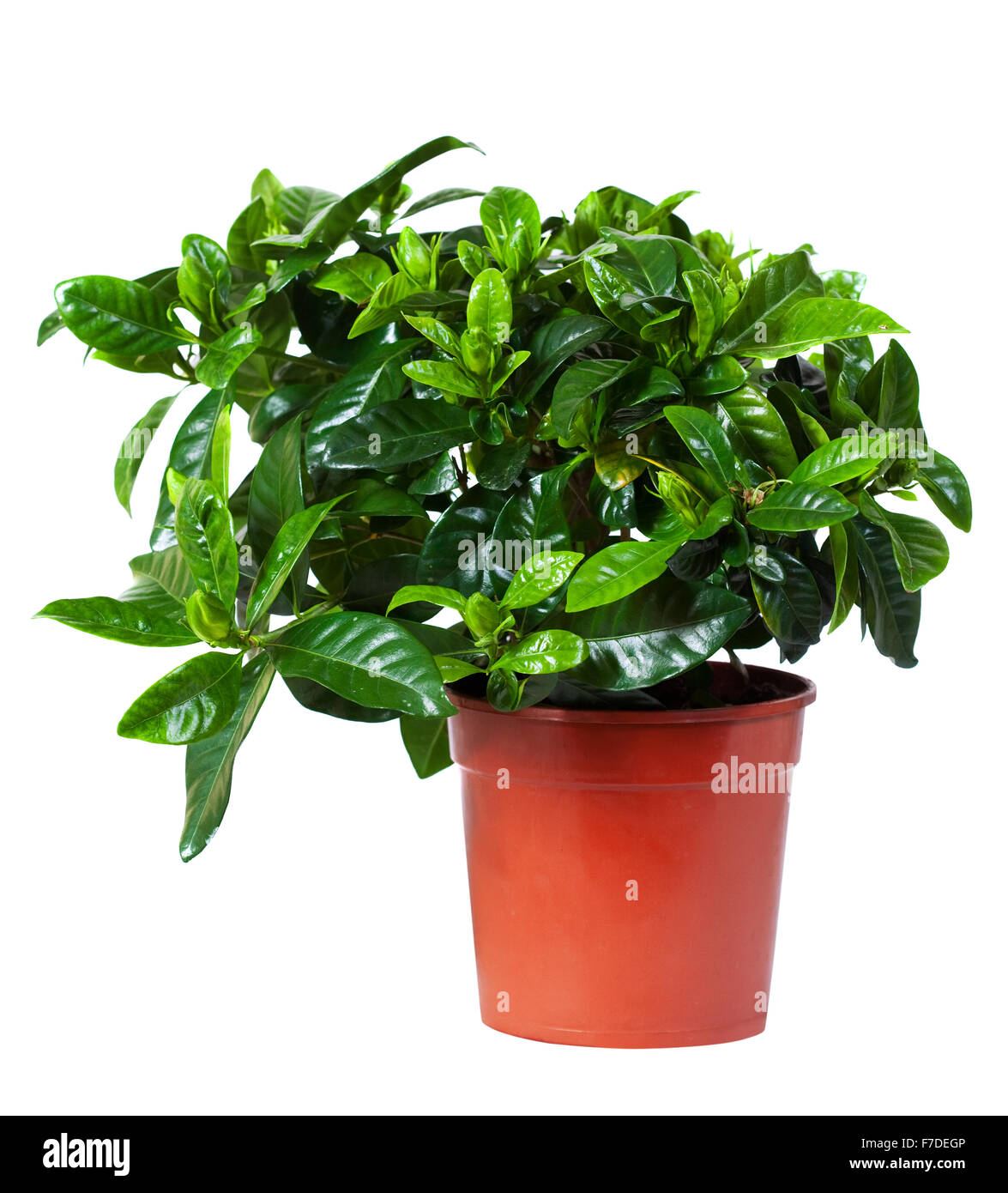 9. Fragrant Gardenia Garden