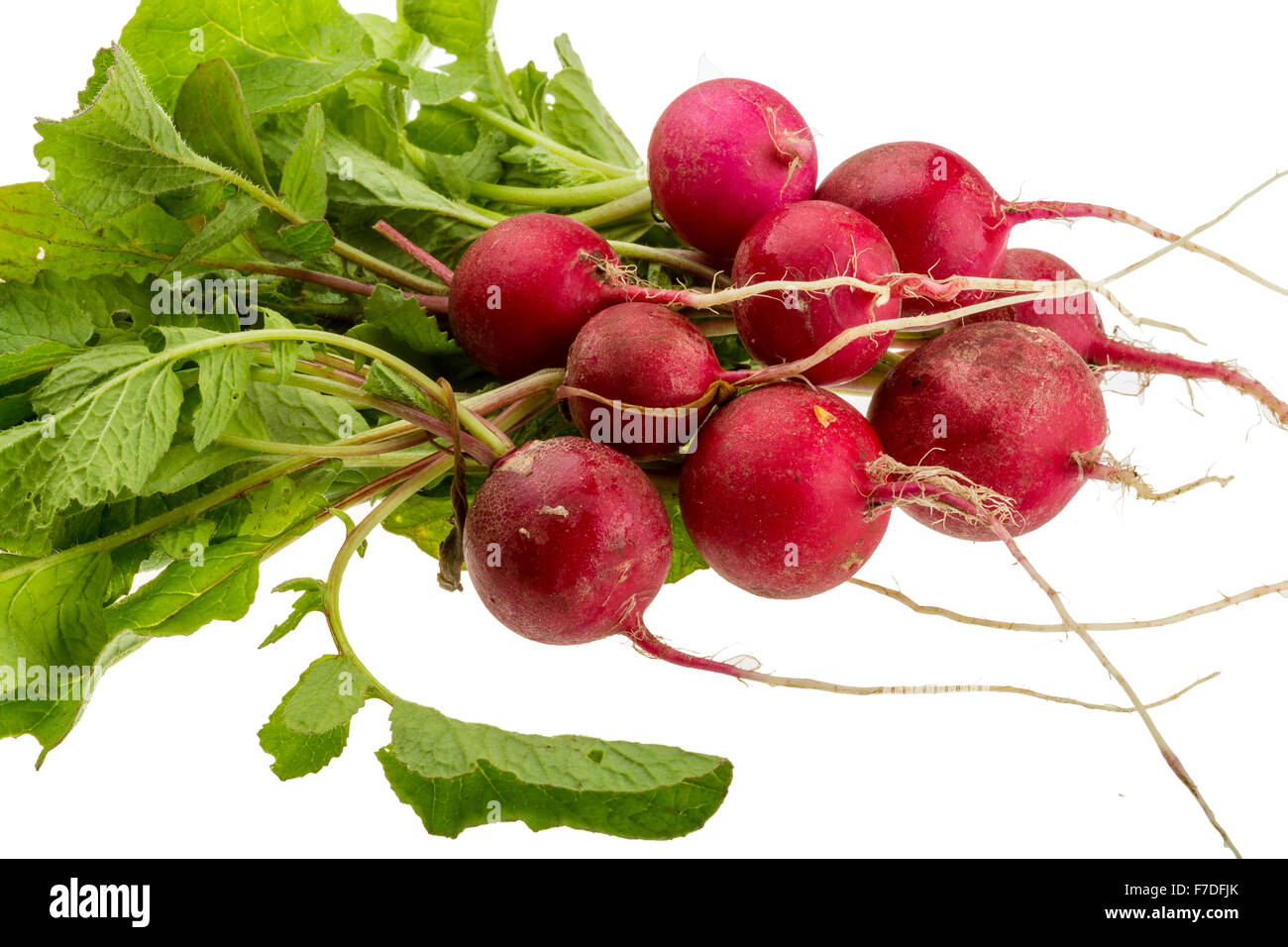 Fresh radish with leaves isolated Stock Photo Alamy
