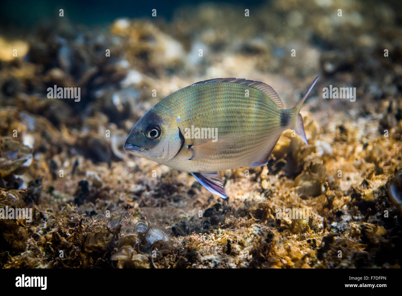 Underwater Scene. A Fish in it's Natural Habitat Stock Photo - Alamy
