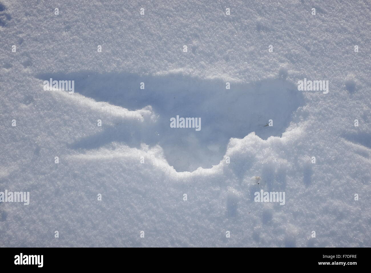 Winter snow scenes with animal tracks and frost in the trees; Elk track in the shape of a rabbit Stock Photo