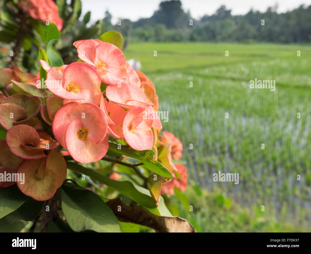 paddy field in Bali, Indonesia Stock Photo