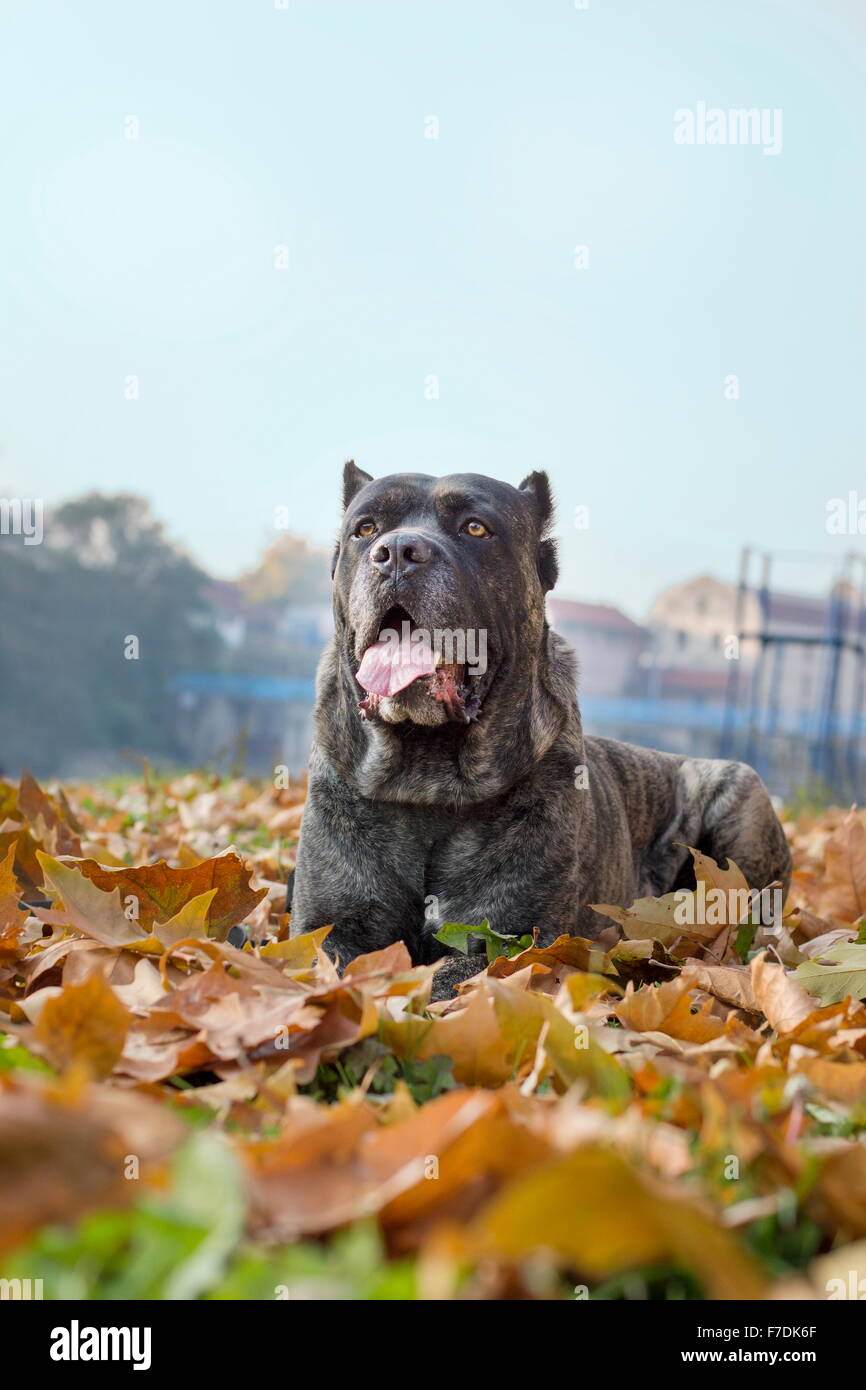 Beautiful Cane Corso dog lying in fallen leaves in a park Stock Photo