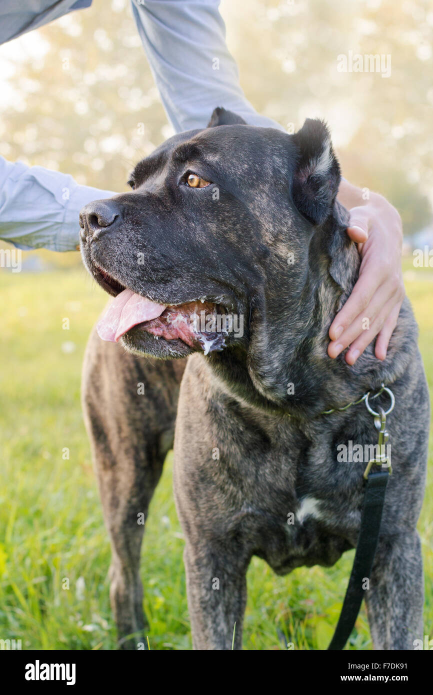 Portrait of beautiful Cane Corso dog standing outdoors with man hands on him Stock Photo