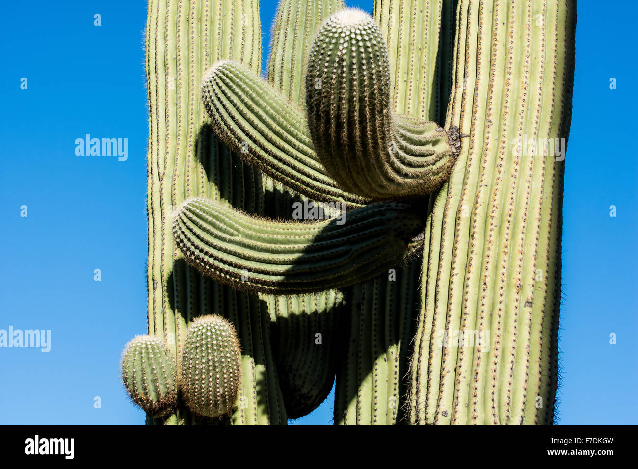 Branches of a giant Saguaro cactus (Carnegiea gigantea) at the Saguaro National Park, Tucson, Arizona, USA. Stock Photo