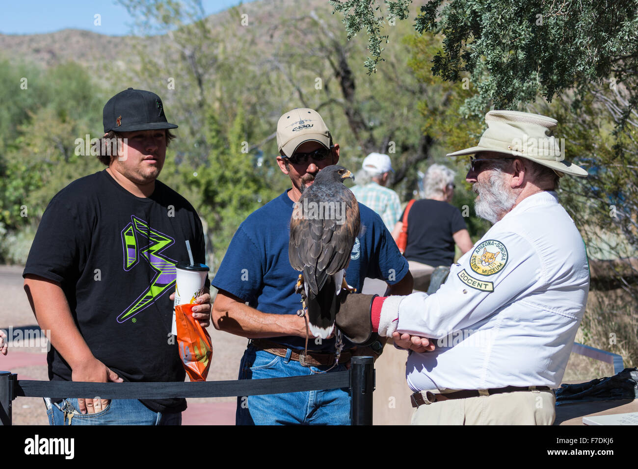 Parakeet Ranger Park ranger shows a captive Harris's Hawk (Parabuteo unicinctus) at the ...