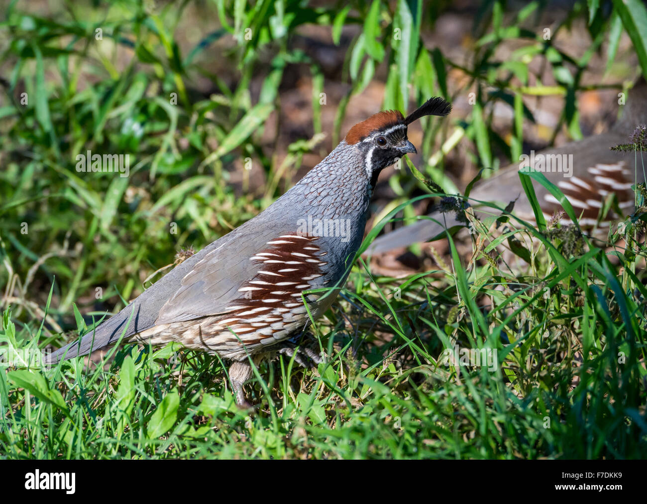 A Gambel's Quail (Callipepla gambelii) in the Desert Southwest. Tucson, Arizona, USA. Stock Photo