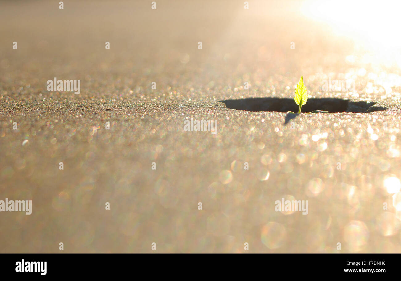 Tree growing through sidewalk with sun shining brightly on it. Stock Photo