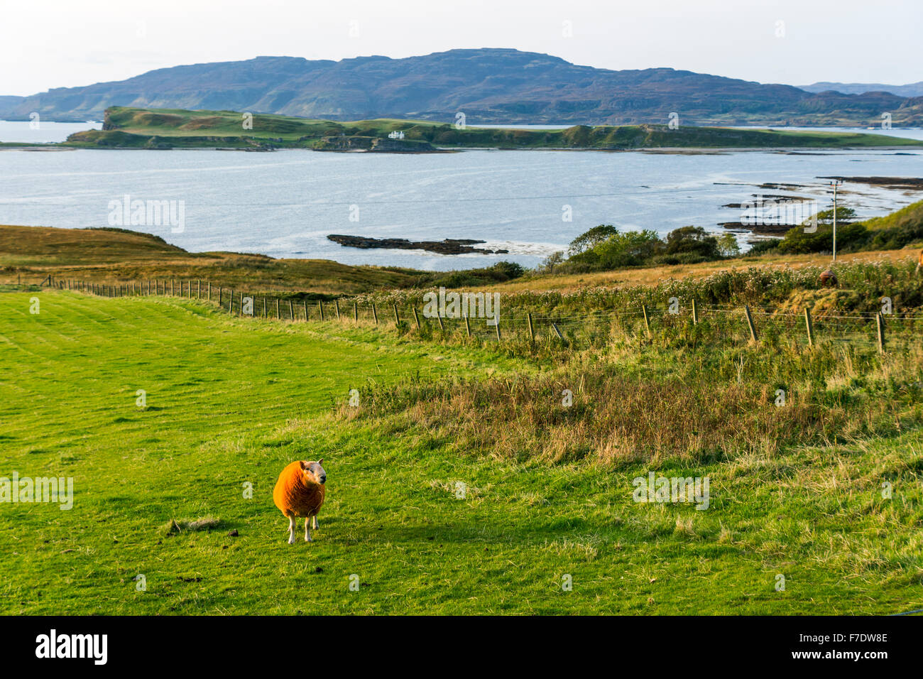 Loch na Keal, Ulva and Inch Kenneth islands from Balnahard, Isle of Mull, Argyll & Bute, Scotland UK.  Orange ram in foreground. Stock Photo