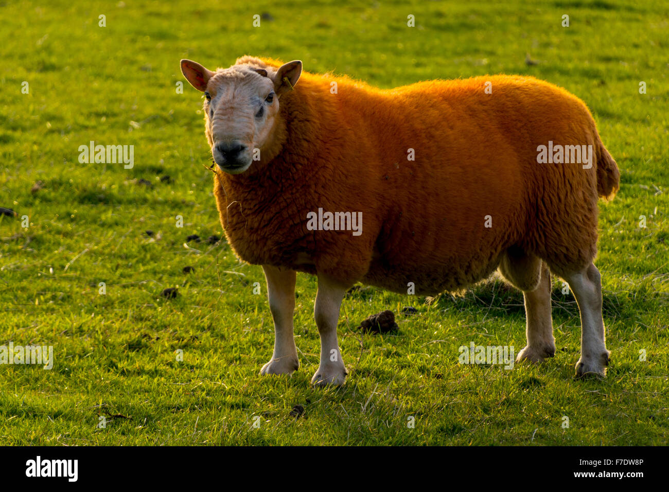 A ram that has been dyed orange, in a field near Balnahard, Isle of Mull, Argyll and Bute, Scotland UK. Stock Photo