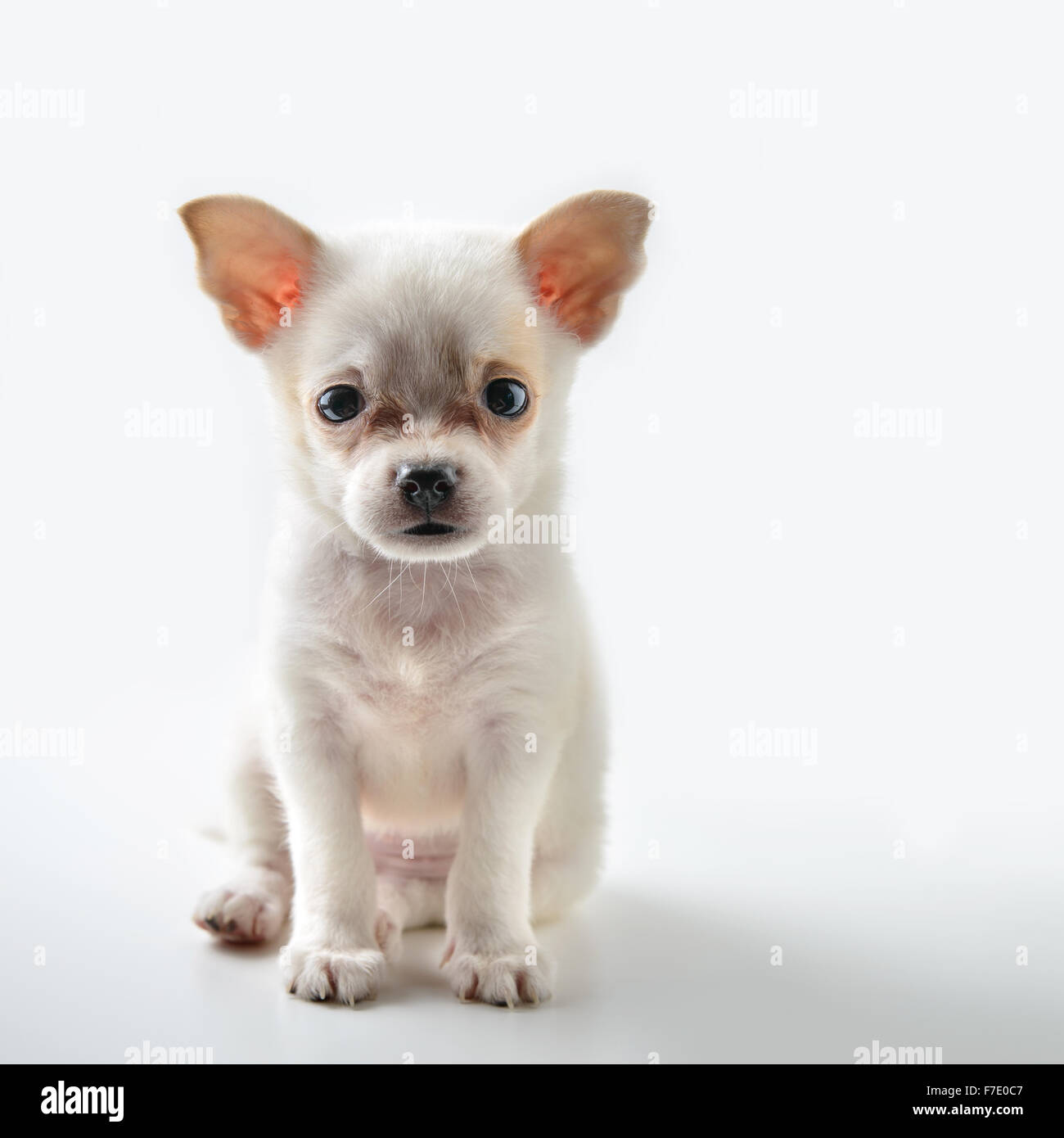 chihuahua puppy Stock Photo