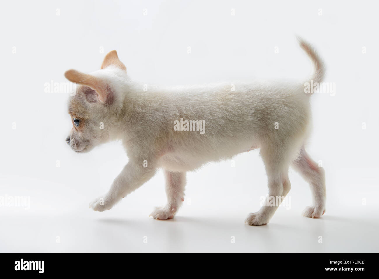 chihuahua puppy walking Stock Photo